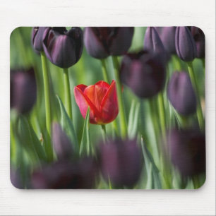 Tulpen in Keukenhof-tuinen, Amsterdam, Muismat