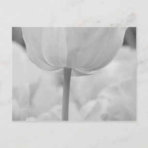 Tulpen in Keukenhof-tuinen, Nederland. Briefkaart