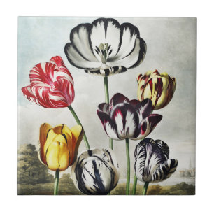 Tulpen in kleuren in de sfeervolle regency-stijl tegeltje