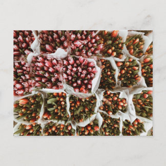 Tulpen in Nederland Briefkaart