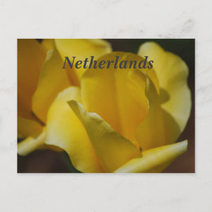 Tulpen in Nederland Briefkaart