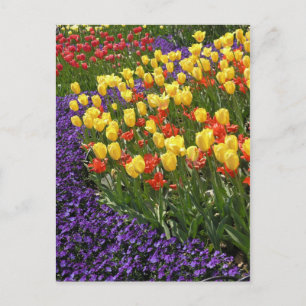Tulpen in volledige kleur briefkaart