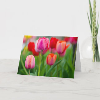Tulpen Kaart