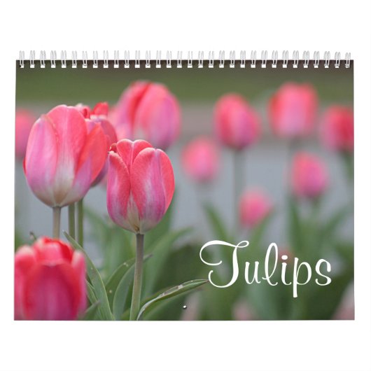 Tulpen Kalender (Hoes)