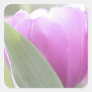 Tulpen, Keukenhoff-tuinen, Nederland. 2 Vierkante Sticker