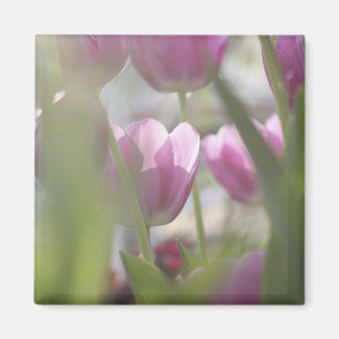 Tulpen, Keukenhoff-tuinen, Nederland. Magneet