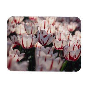 Tulpen Magneet