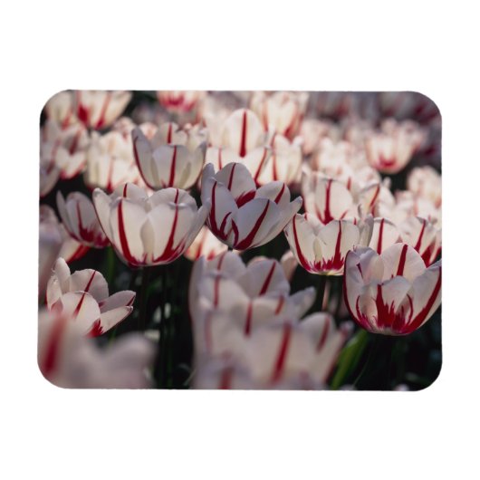Tulpen Magneet (Horizontaal)