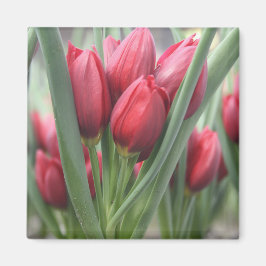Tulpen Magneet