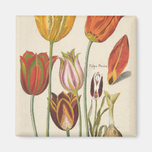 Tulpen Magneet