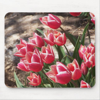 Tulpen Muismat