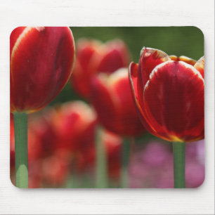 Tulpen Muismat