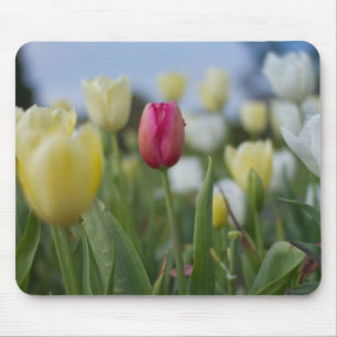 Tulpen Muismat