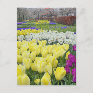 Tulpen, narcissen en druifhyacint bloemen, briefkaart