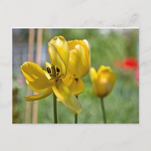 Tulpen ontvouwen briefkaart (Voorkant)