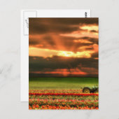 Tulpen op de zon briefkaart (Voorkant / Achterkant)