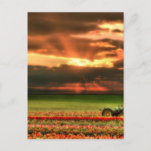 Tulpen op de zon briefkaart (Voorkant)
