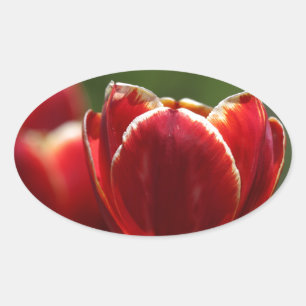 Tulpen Ovale Sticker