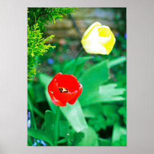 Tulpen Poster