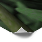 Tulpen Poster (Hoek)