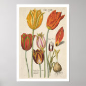 Tulpen Poster (Voorkant)