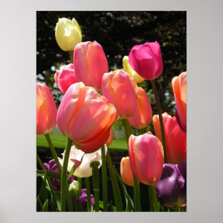 tulpen poster