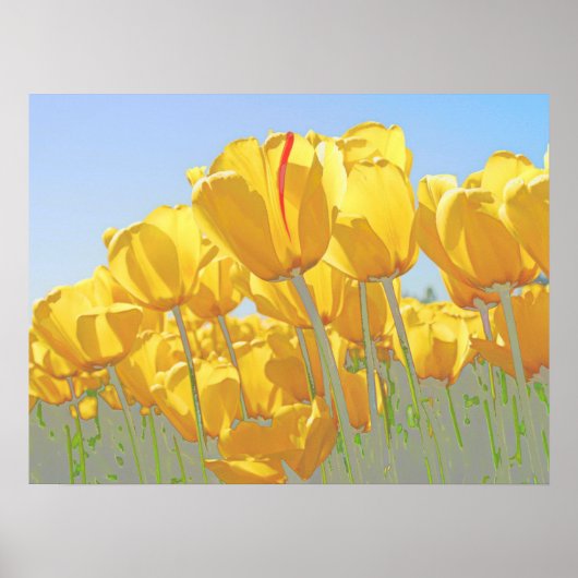 tulpen poster (Voorkant)