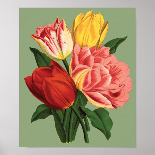  Tulpen Poster (Voorkant)