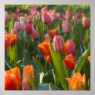 Tulpen Poster
