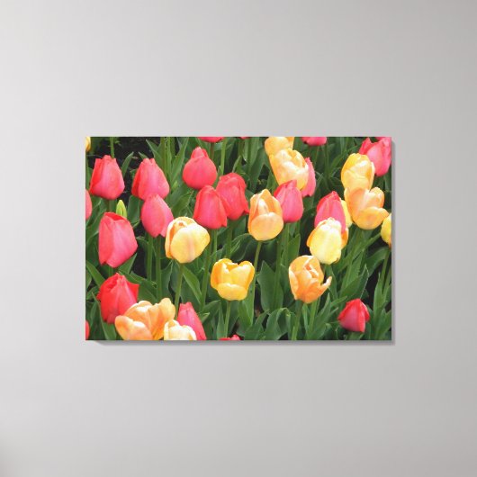 Tulpen (rood/geel) Afdrukken van omhuld canvas (Voorkant)