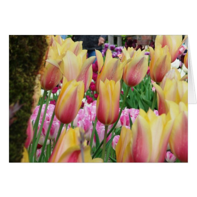 Tulpen - Roze en geel (Voorkant Horizontaal)