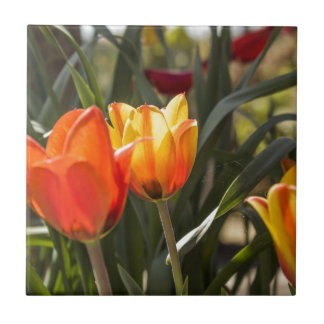 Tulpen Tegeltje