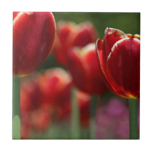 Tulpen Tegeltje