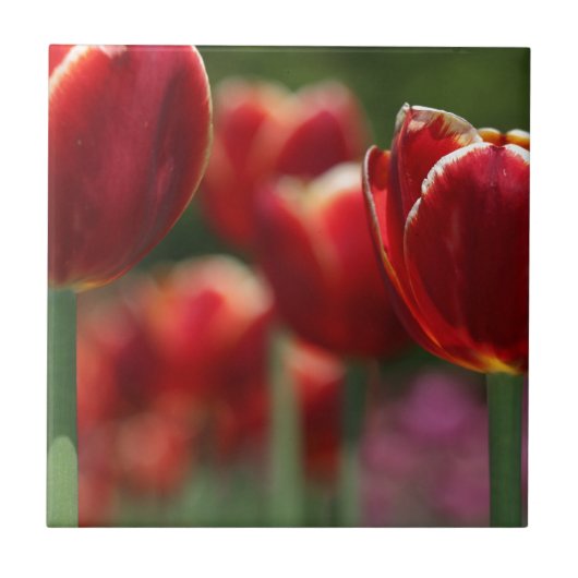 Tulpen Tegeltje (Voorkant)