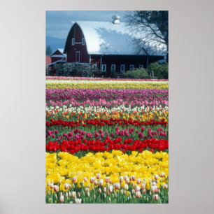 Tulpen tentoonstellings tuin, Skagit county, Poster