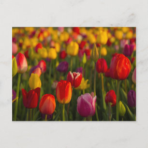 Tulpen, Tulip Festival, Woodburn, Oregon, Verenigd Briefkaart