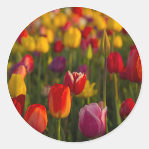 Tulpen, Tulip Festival, Woodburn, Oregon, Verenigd Ronde Sticker
