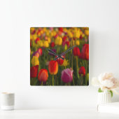 Tulpen, Tulip Festival, Woodburn, Oregon, Verenigd Vierkante Klok (Huis)