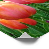 Tulpen, tulpen, tulpen poster (Hoek)