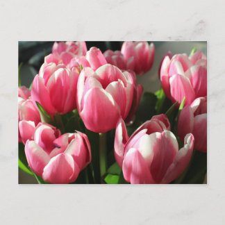 Tulpen uit Amsterdam 2 Briefkaart