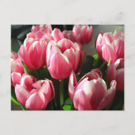 Tulpen uit Amsterdam 2 Briefkaart