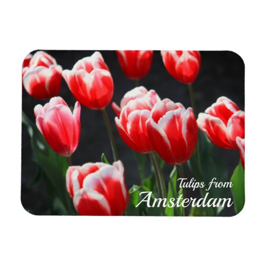 Tulpen uit Amsterdam Magneet (Horizontaal)