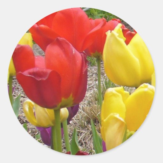 Tulpen van de Sticker van de zomer (Voorkant)