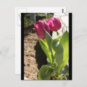 Tulpen van moeder briefkaart (Voorkant / Achterkant)