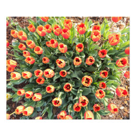 Tulpen vanaf de top bekeken foto afdruk