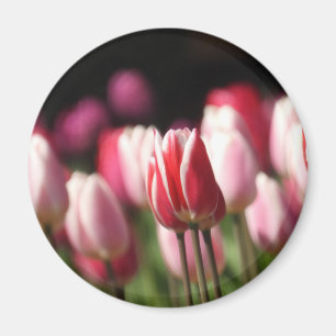 Tulpen voor rood en wit en roze magneet