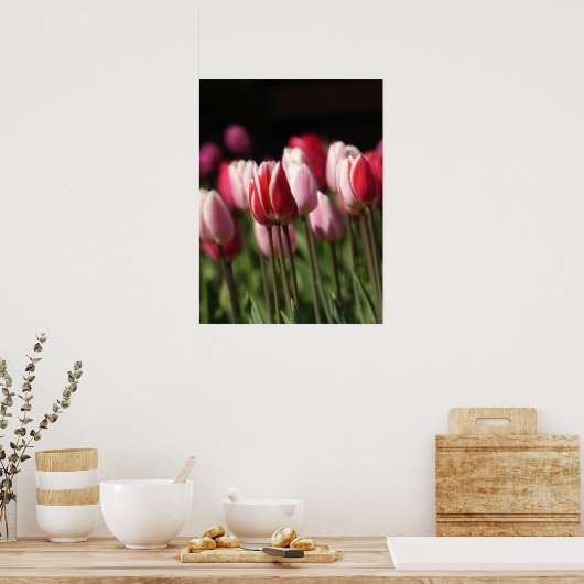 Tulpen voor rood en wit en roze poster (Keuken)