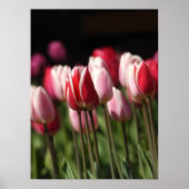 Tulpen voor rood en wit en roze poster (Voorkant)