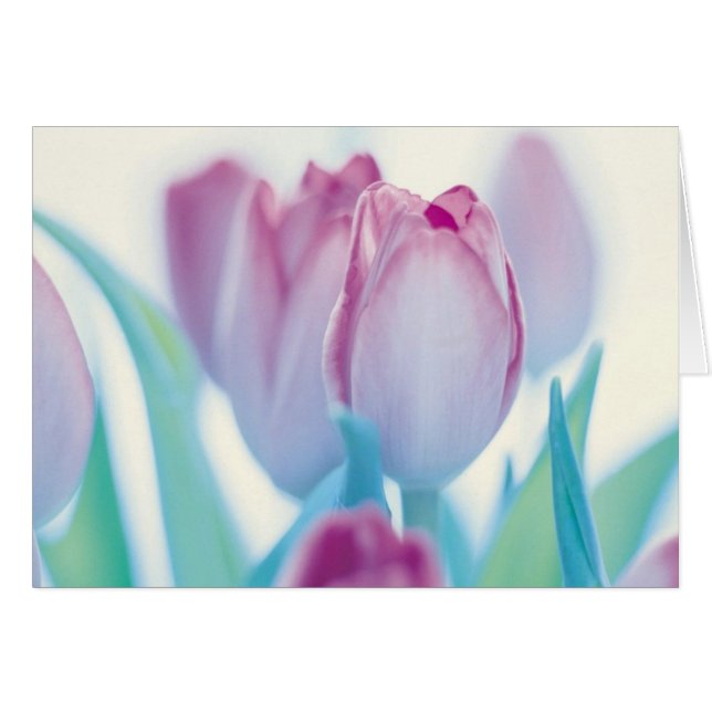 Tulpen voor spuittijd (Voorkant Horizontaal)