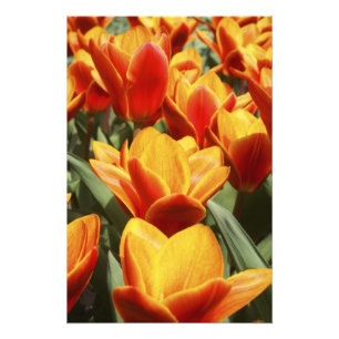 Tulpen zijn overvloedig aanwezig in de Keukenhof-t Foto Afdruk
